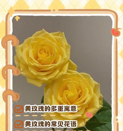 zippo花语爱情玫瑰是什么？如何表达爱情？