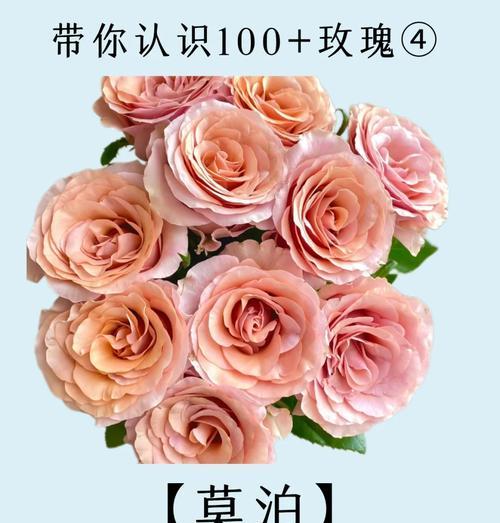 zippo花语爱情玫瑰是什么？如何表达爱情？