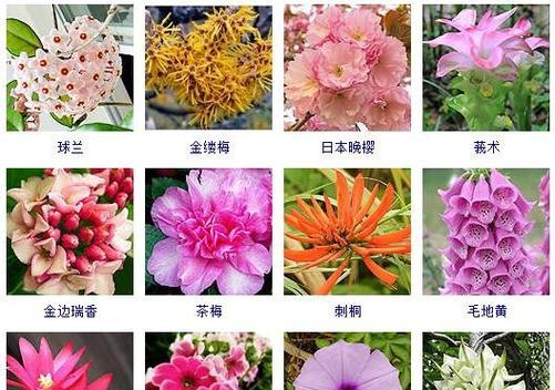 春天的花世界有何含义？