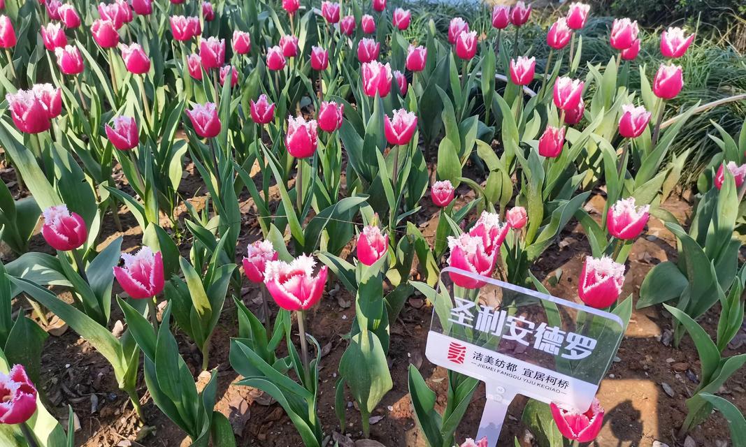春天的花世界有何含义？