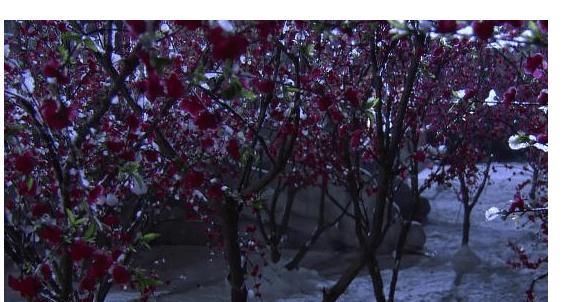 腊八节送太阳花有何寓意？