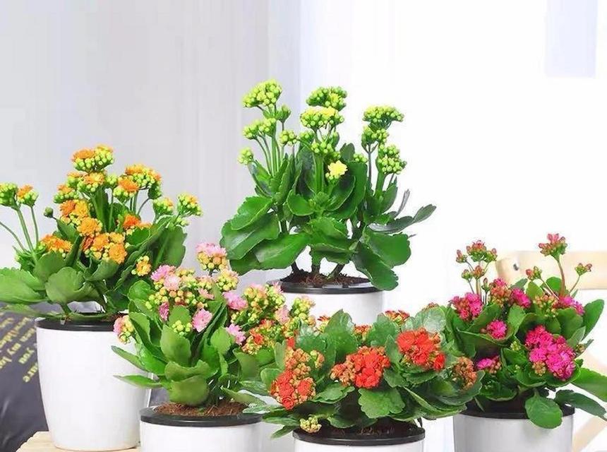 送什么花寓意长寿和健康？如何选择寓意长寿的花卉？