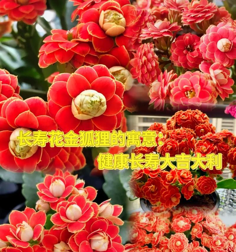 送什么花寓意长寿和健康？如何选择寓意长寿的花卉？