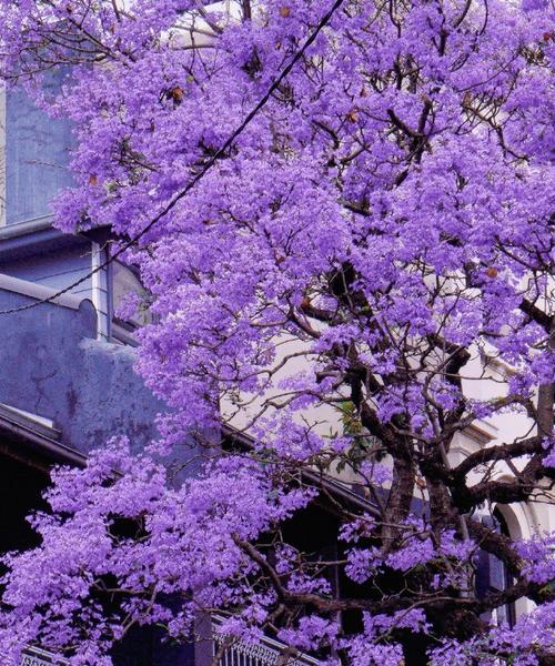 蓝花楹的花语是什么？蓝花楹在文化中代表了什么？