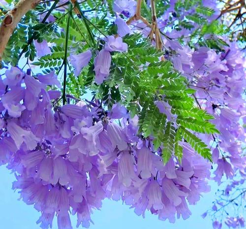 蓝花楹的花语是什么？蓝花楹在文化中代表了什么？