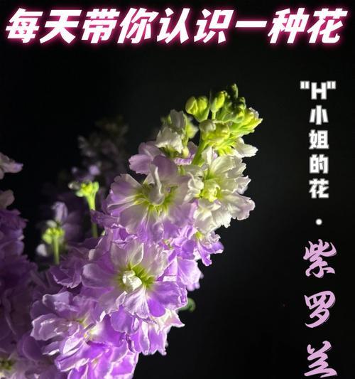 花的颜色和寓意是什么？