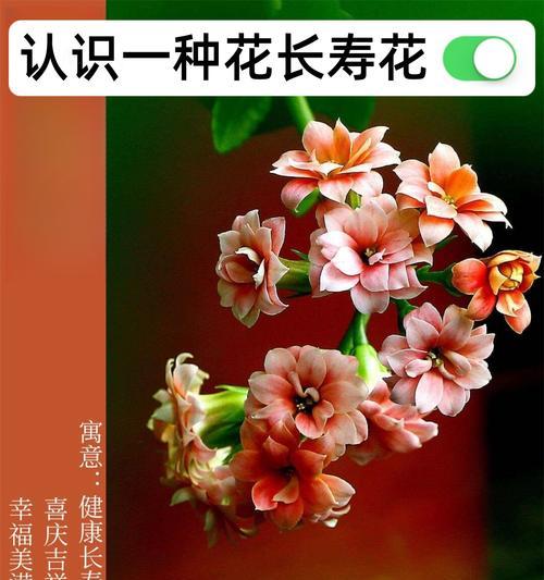 花的颜色和寓意是什么？