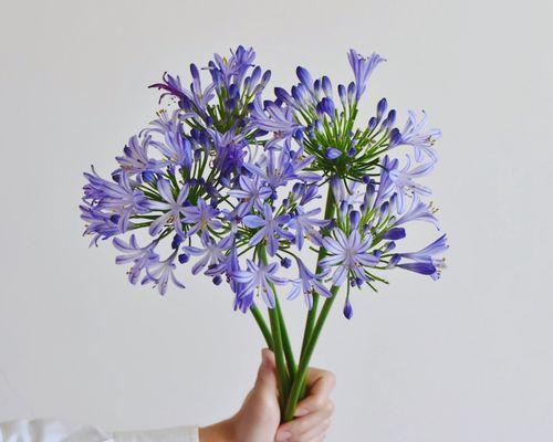 哪些花材寓意爱情？爱情花材的种类有哪些？