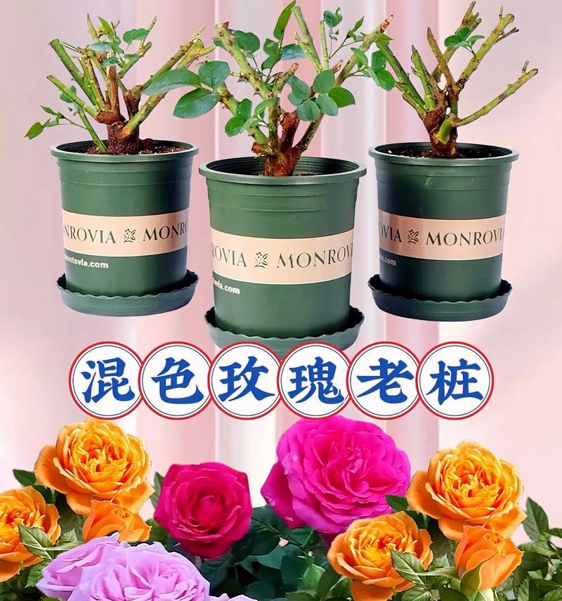 玫瑰花有哪些颜色？每种颜色的玫瑰花代表什么含义？