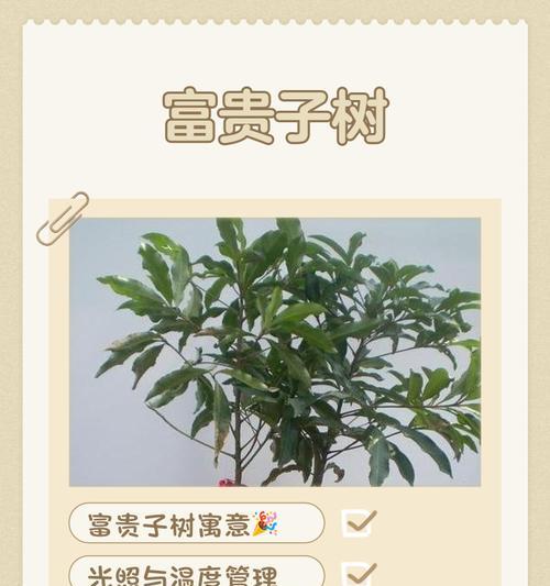 富贵子花的寓意是什么？富贵子花象征着怎样的吉祥？