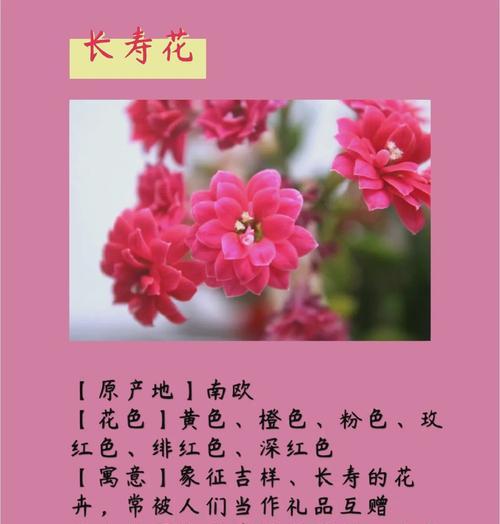 长寿花和水仙花的寓意分别是什么？如何用这两种花表达祝福？