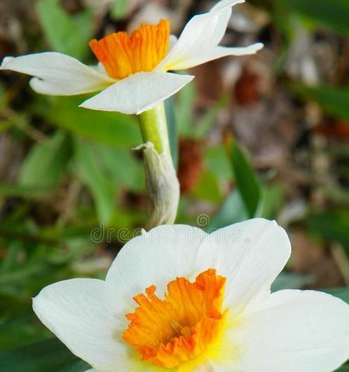 长寿花和水仙花的寓意分别是什么？如何用这两种花表达祝福？