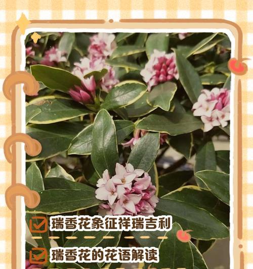 长寿花和水仙花的寓意分别是什么？如何用这两种花表达祝福？
