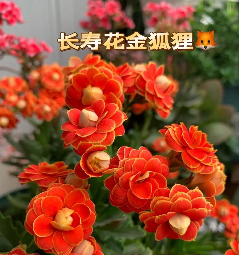 如何用花来表达健康的寓意？有哪些句子可以使用？