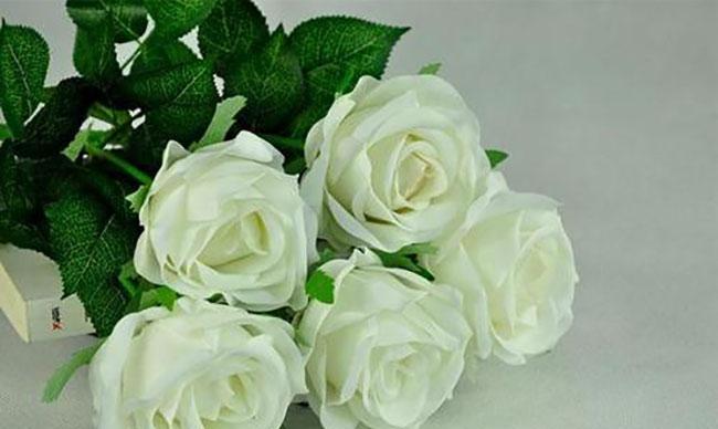 白色玫瑰花代表什么？白色玫瑰的寓意有哪些？