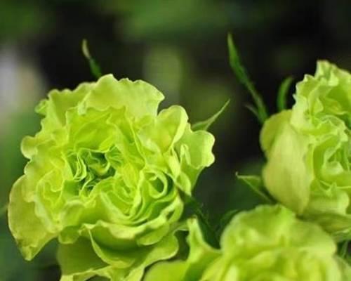 如意花绿色代表什么？它的花语是什么？