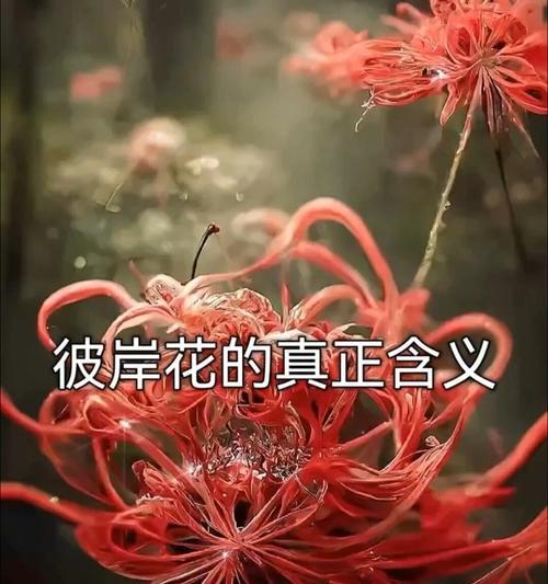 彼岸花的寓意成功是什么？彼岸花象征成功的花语有哪些？