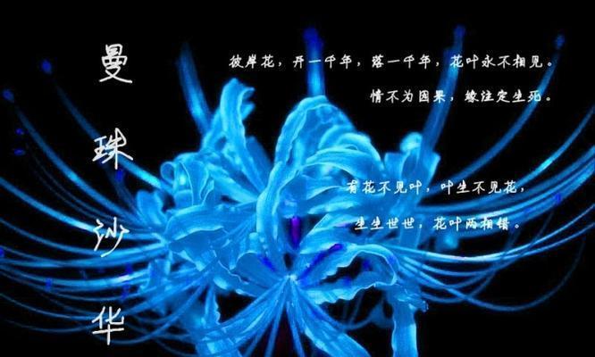 彼岸花的寓意成功是什么？彼岸花象征成功的花语有哪些？