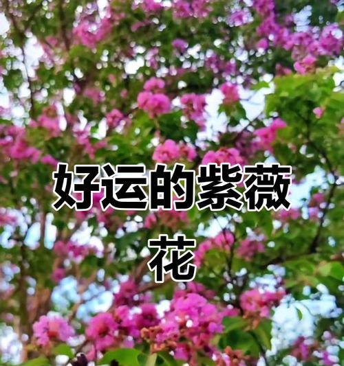 哪些花象征好运？看到这些花是否真的会带来好运？