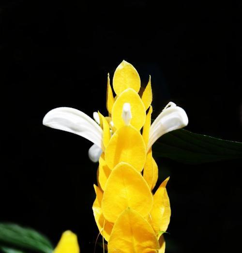 哪种花寓意飞黄腾达？它的花语是什么？