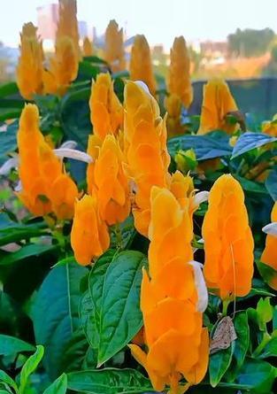 哪种花寓意飞黄腾达？它的花语是什么？
