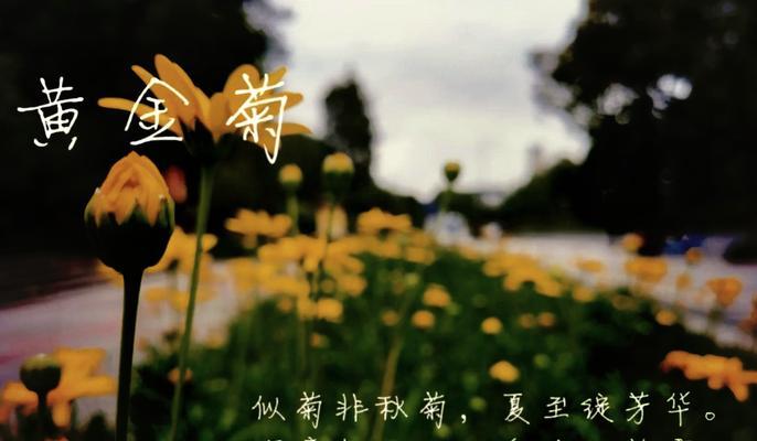 哪种花寓意飞黄腾达？它的花语是什么？