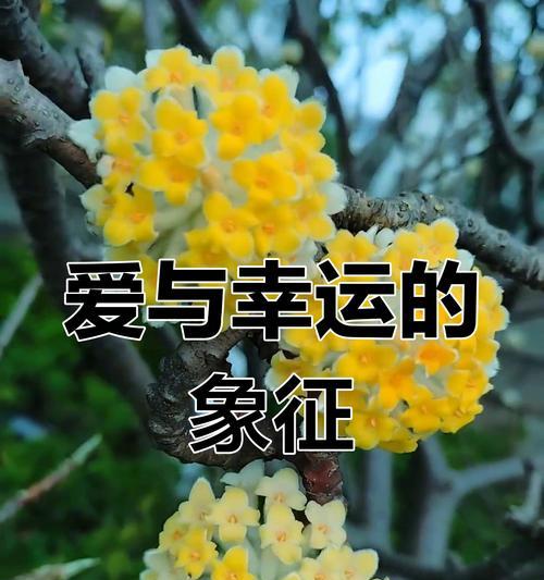 哪种花象征爱情和快乐？爱情快乐花的寓意是什么？