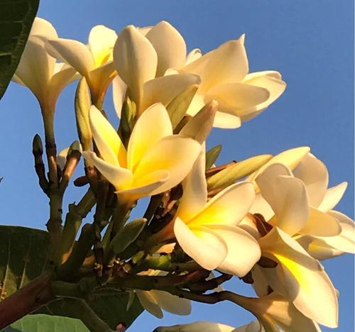 哪种花寓意着开心快乐？