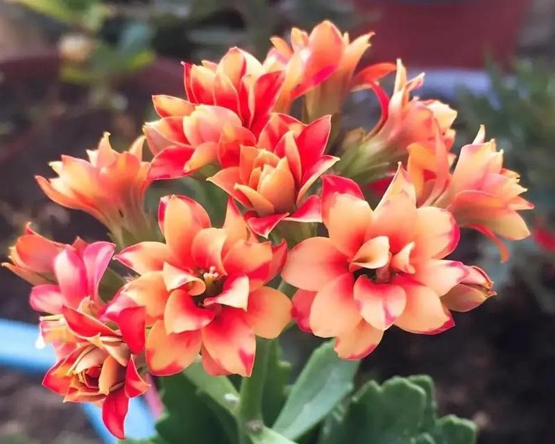 哪种花的寓意是身体健康？