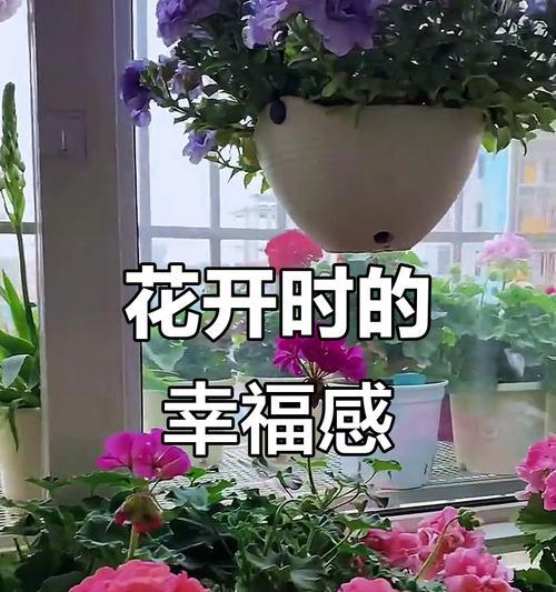 哪些花象征幸福快乐和开心？