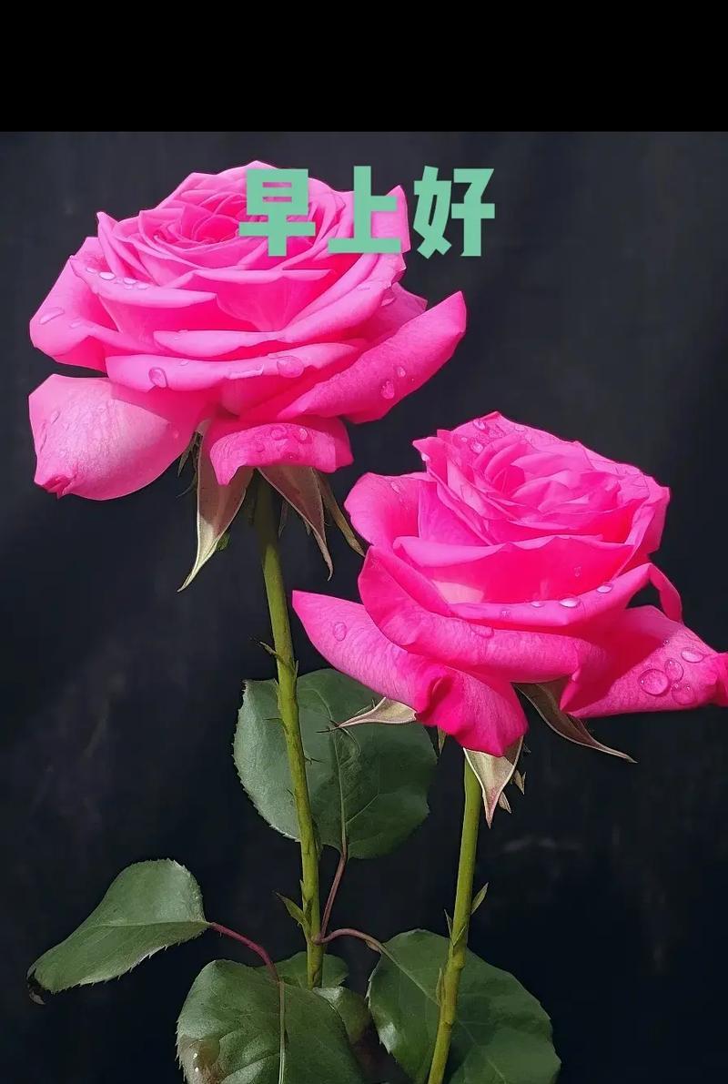 哪些花象征幸福快乐和开心？