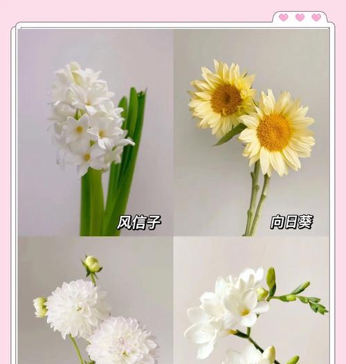 手捧花通常几朵？每朵花的含义是什么？
