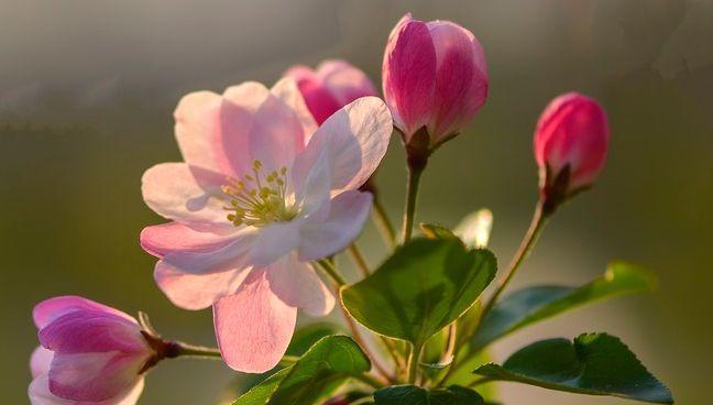 晋朝时期哪些花象征着爱情？它们的象征意义是什么？
