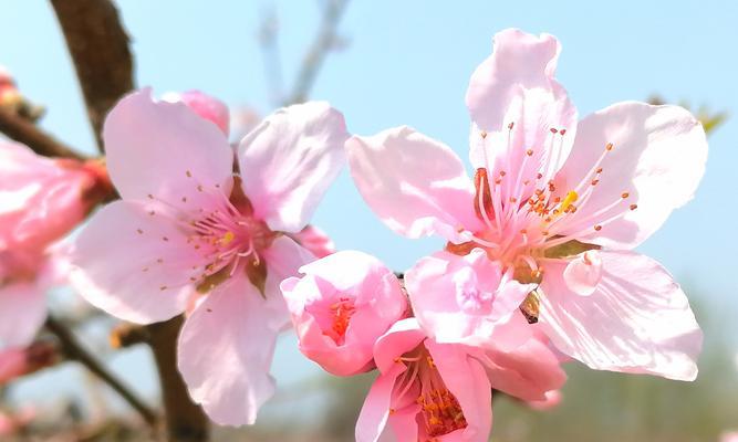 晋朝时期哪些花象征着爱情？它们的象征意义是什么？