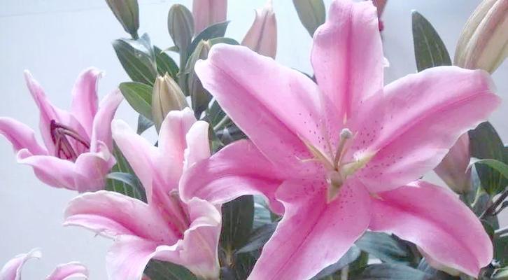 送长辈百合花是否寓意吉祥？