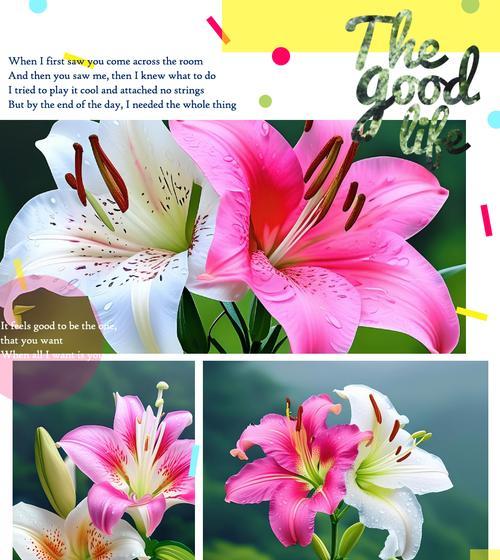 送长辈百合花是否寓意吉祥？