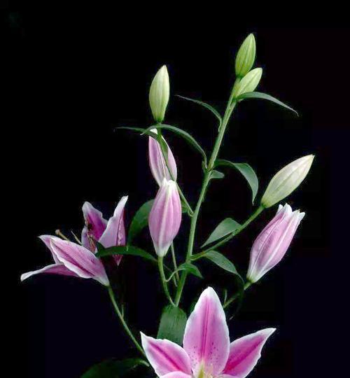 送长辈百合花是否寓意吉祥？