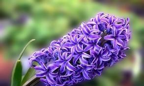 紫色流苏花的寓意和花语是什么？