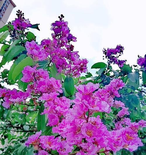 紫色流苏花的寓意和花语是什么？