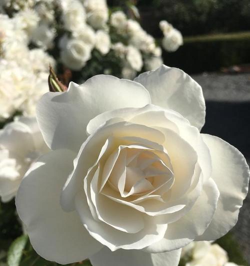 哪种白色花象征爱情？白色花的爱的寓意是什么？