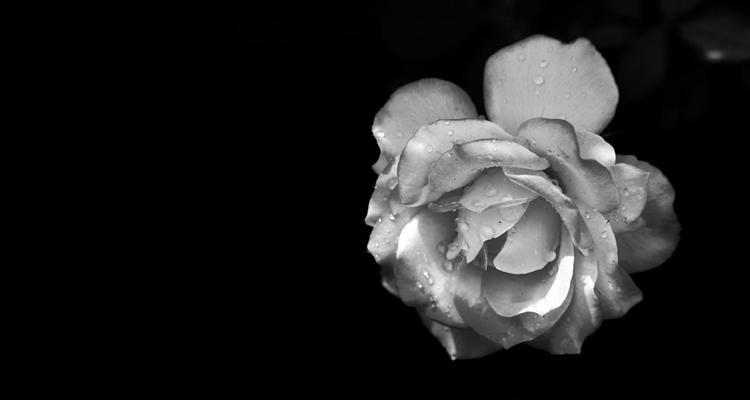 灰色玫瑰花的寓意是什么？灰色玫瑰的花语有哪些？