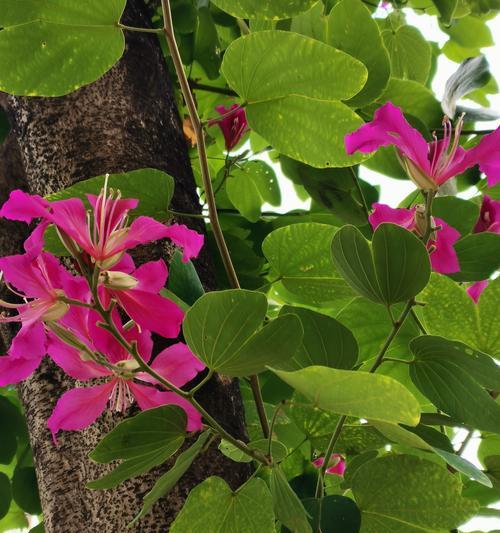 庭院中吉祥寓意的花推荐？