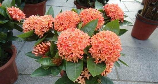 粉色龙船花象征着什么？它的意义是什么？
