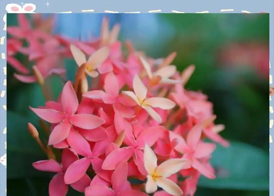 粉色龙船花象征着什么？它的意义是什么？