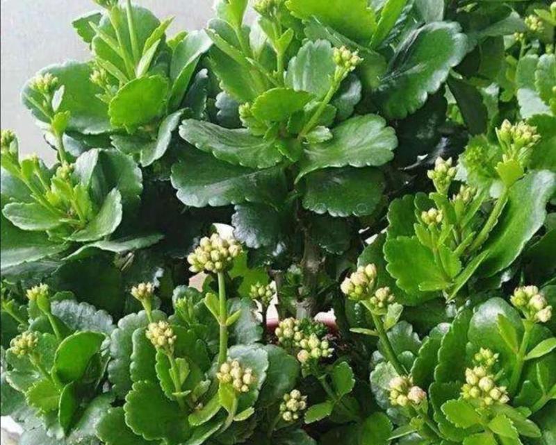 寓意吉祥的花如何制作？捏花的技巧和步骤是什么？
