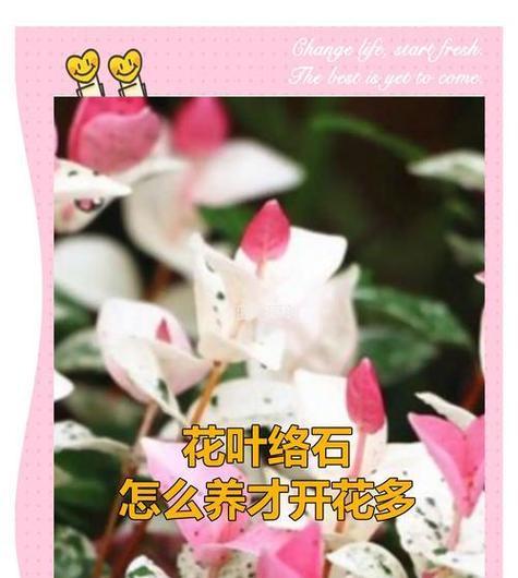 哪种花寓意孩子健康？孩子健康花语有哪些？