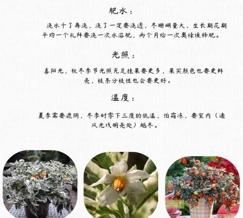 圣诞老人与花的寓意是什么？圣诞老人形象中花的象征意义？