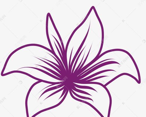 紫色单朵百合花代表什么？百合花的寓意有哪些？