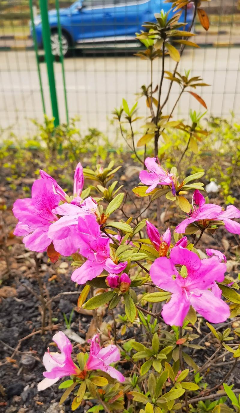 哪些花象征快乐？快乐花语有哪些？