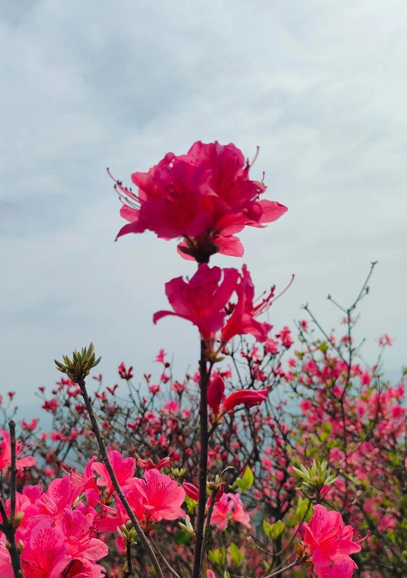 哪些花象征快乐？快乐花语有哪些？